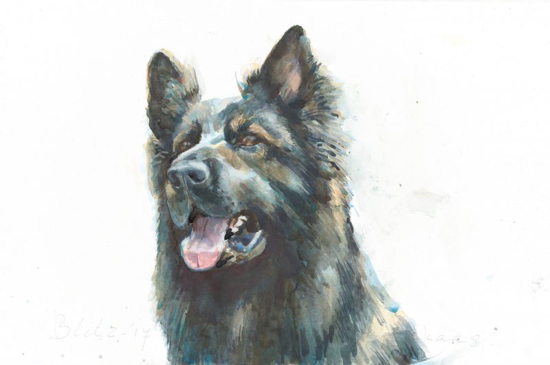 aquarel hond