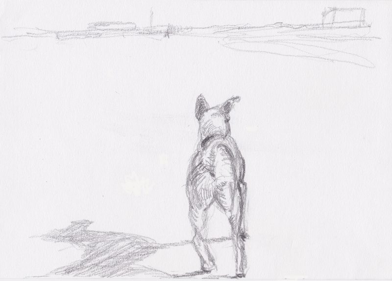 hond tekening